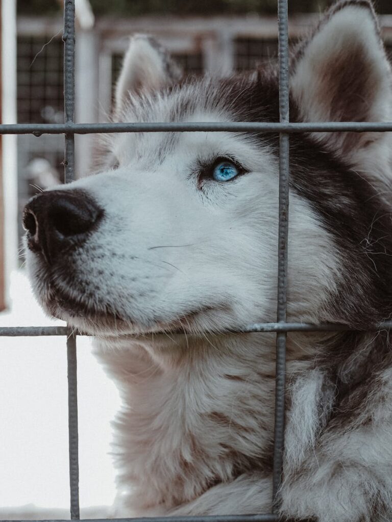 Segnalare maltrattamenti sugli animali: ecco come fare
