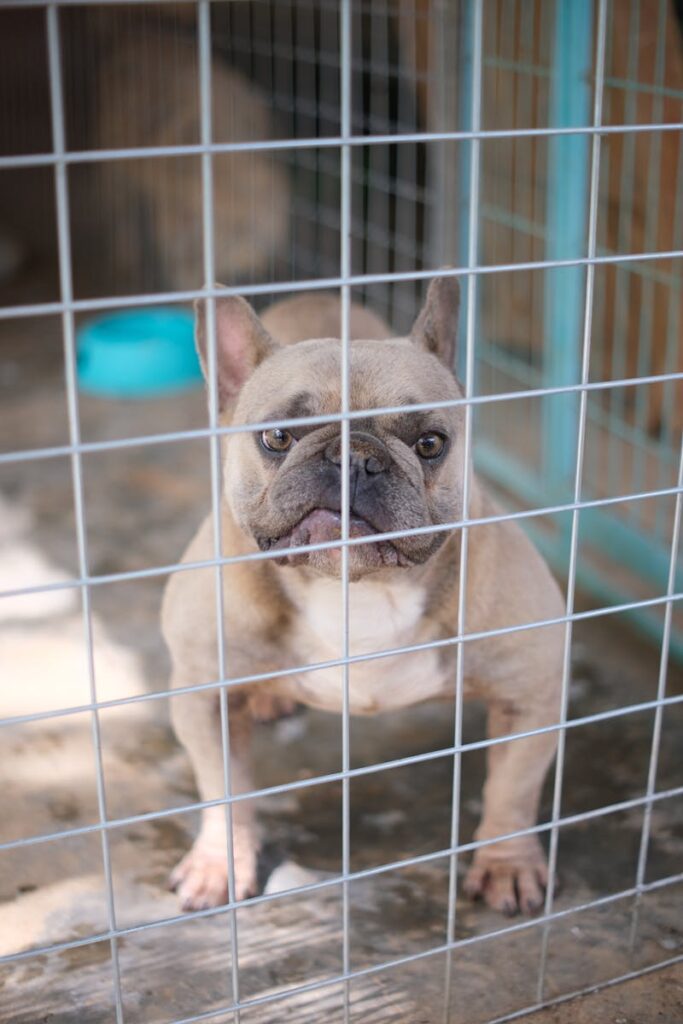 Traffico illegale di cani A4: il lato oscuro del mercato europeo