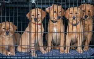 Traffico illegale di animali