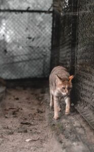 Segnalare allevatore abusivo vicino: come farlo in modo rapido