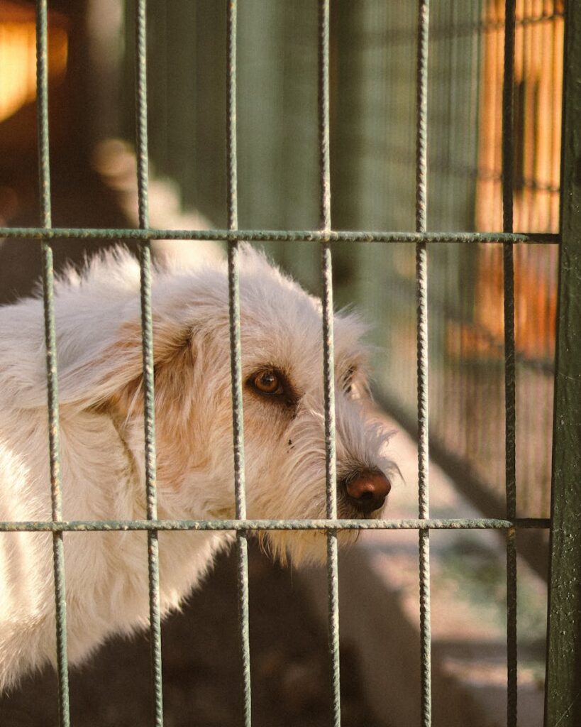 Traffico illegale di animali Arezzo: indagini e sequestri aggiornati