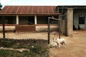 Processo per contrabbando cani: aggiornamenti su accuse e verdetto