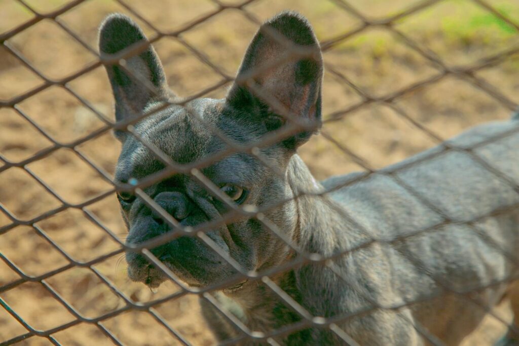 Traffico illegale di cani Ungheria