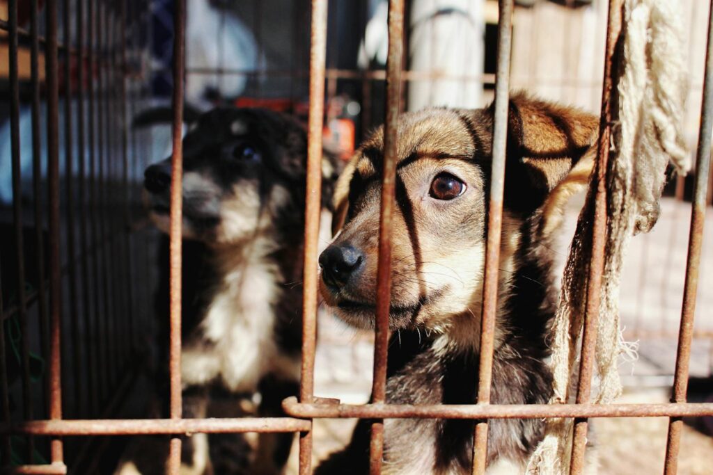 Traffico illegale di cani Ungheria: il mercato nero sotto inchiesta