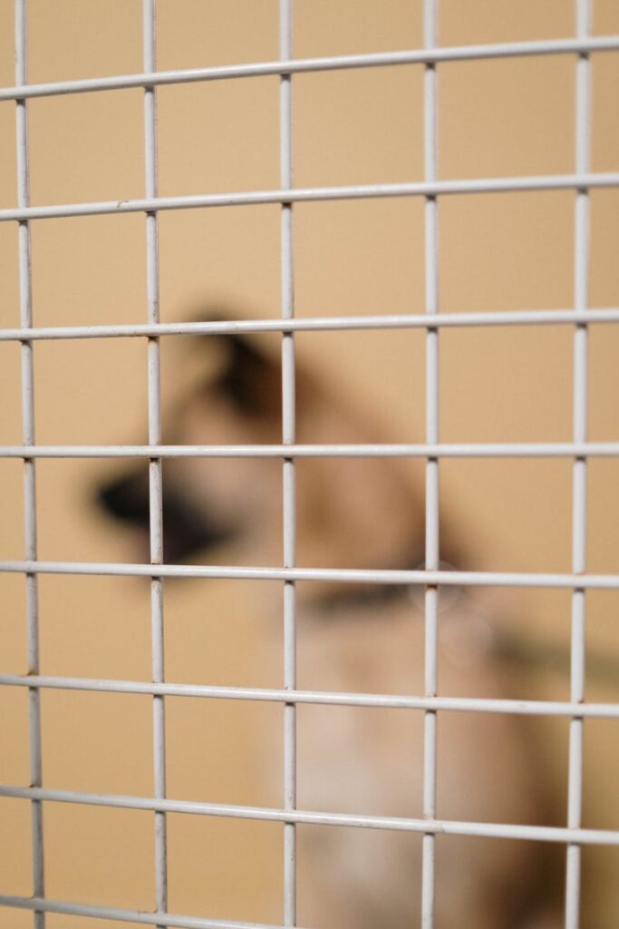 Traffico illegale di cani dall'Ungheria: il mercato nero sotto inchiesta