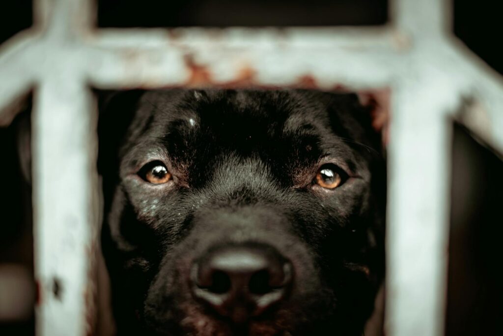 Traffico illegale di cani A4: il lato oscuro del mercato europeo