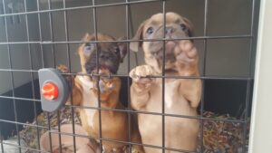 traffico cuccioli condanne Italia