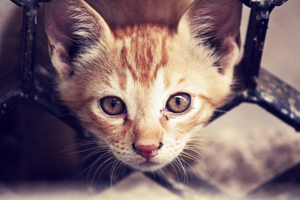 Lotta traffico animali Italia: normative, interventi e casi attuali