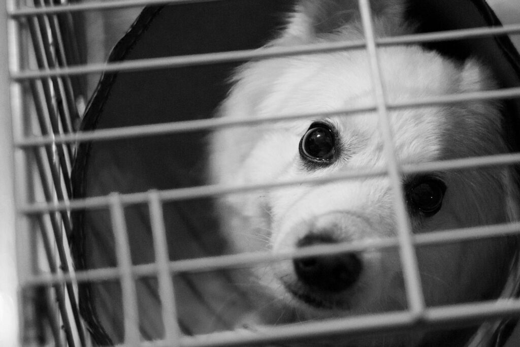 Denuncia gli allevamenti illegali: proteggi gli animali e la legge