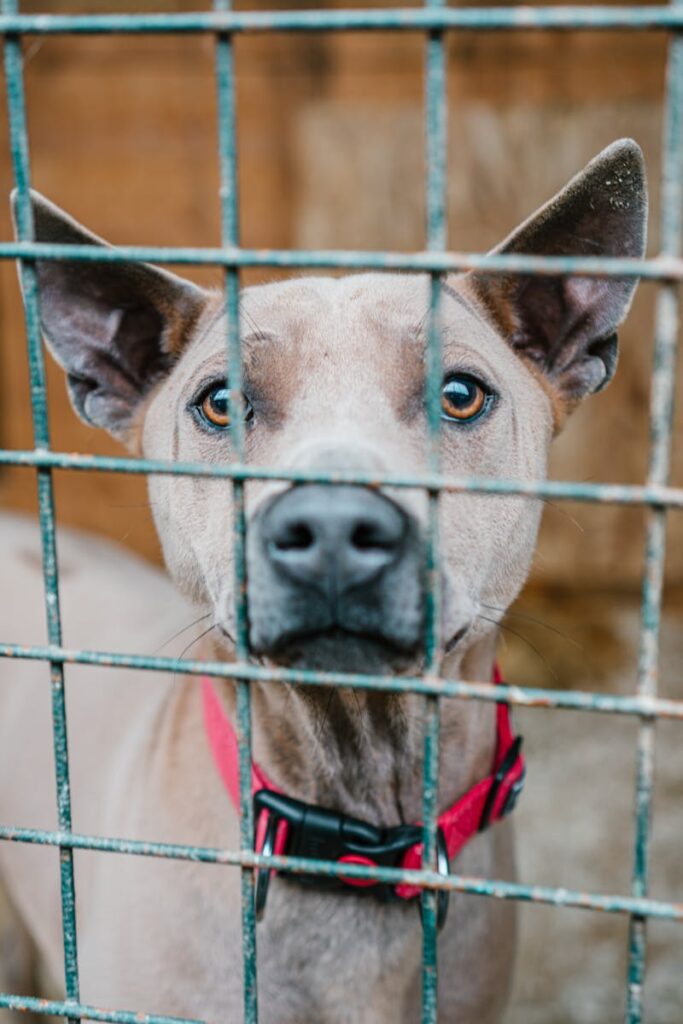 Lotta traffico animali Italia: normative, interventi e casi attuali