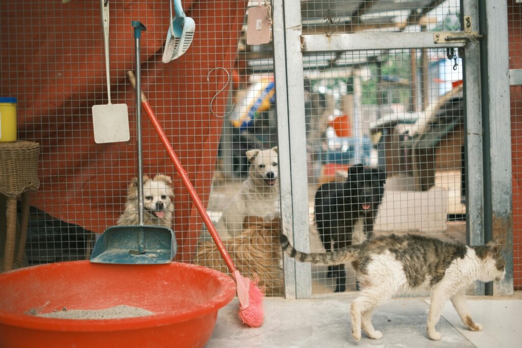 Traffico illegale di cani A4
