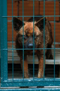 Protezione dagli abusi sugli animali