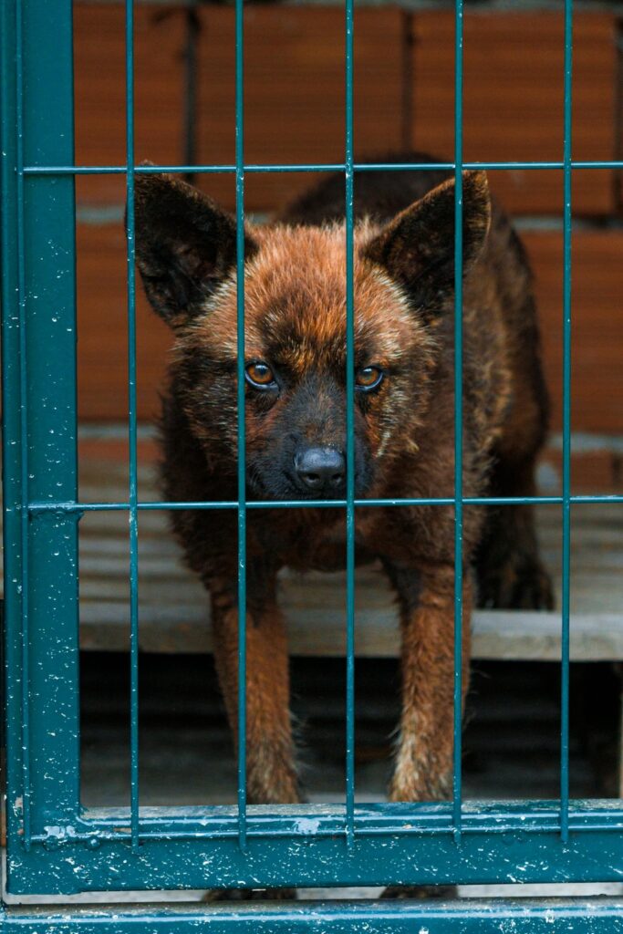 Protezione dagli abusi sugli animali