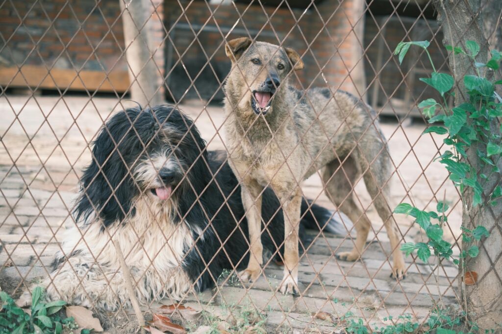 Protezione dagli abusi sugli animali
