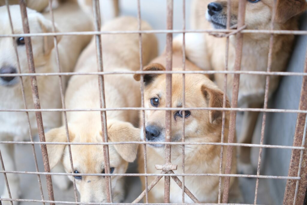 Conseguenze traffico illegale animali: normative, sanzioni e pericoli