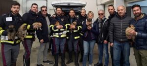 Caso Luxury Dog traffico cuccioli