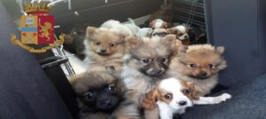 caso Luxury Dog traffico cuccioli