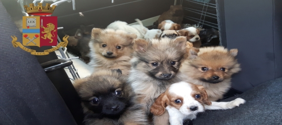 Luxury Dog traffico cuccioli