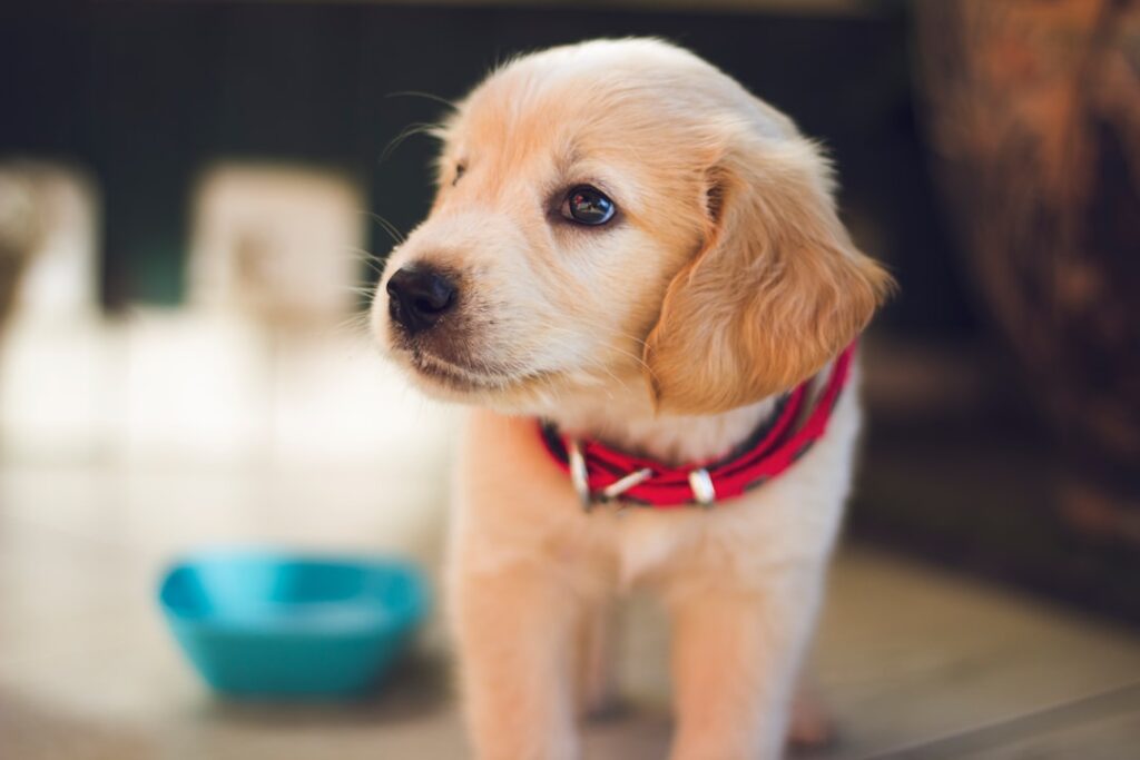 Commercio illegale di animali: cause, impatti e soluzioni