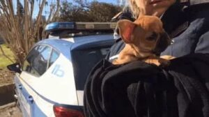 Indagine su Valter Carli: traffico illegale di cuccioli sotto esame