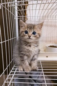 Normative sul maltrattamento animale Italia: leggi e sanzioni attuali