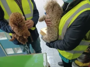 Traffico di cuccioli a Napoli: indagato negozio in via Volta 31