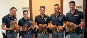 Allevamento illegale animali Arezzo