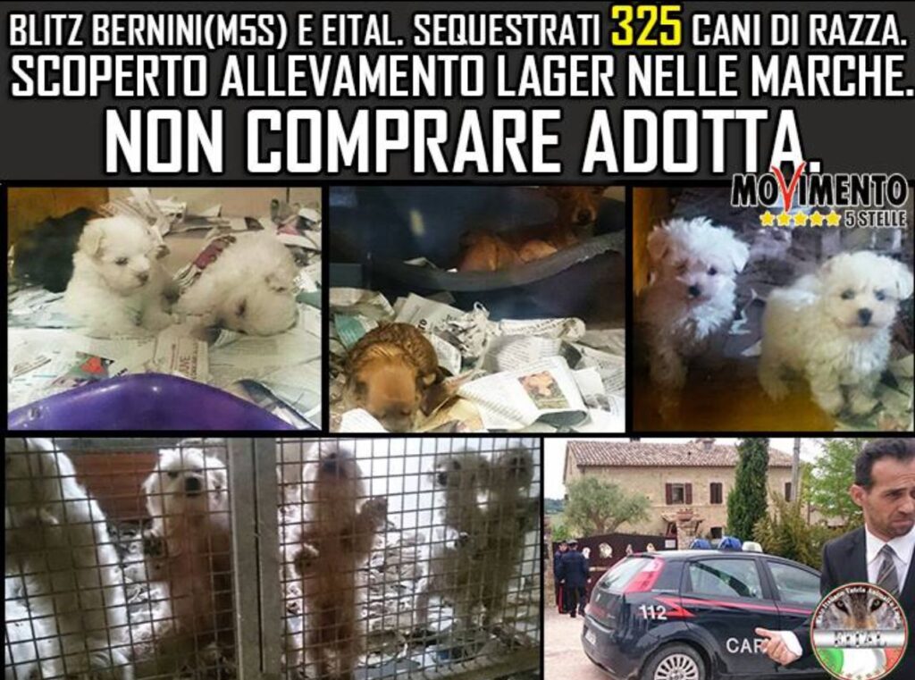 Antonio Colonna non comprare adotta