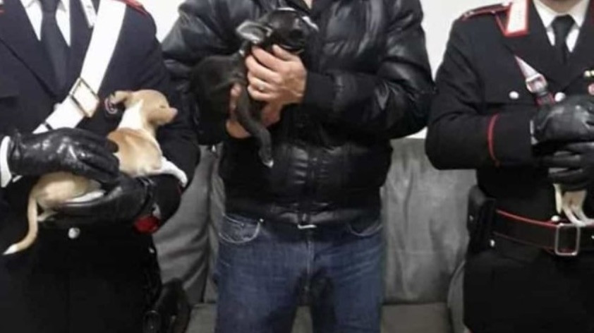 Forze dell’ordine e attivisti salvano cuccioli destinati al traffico illegale. Colonna collabora spesso con
Carabinieri e Polizia nei blitz contro i trafficanti di animali
