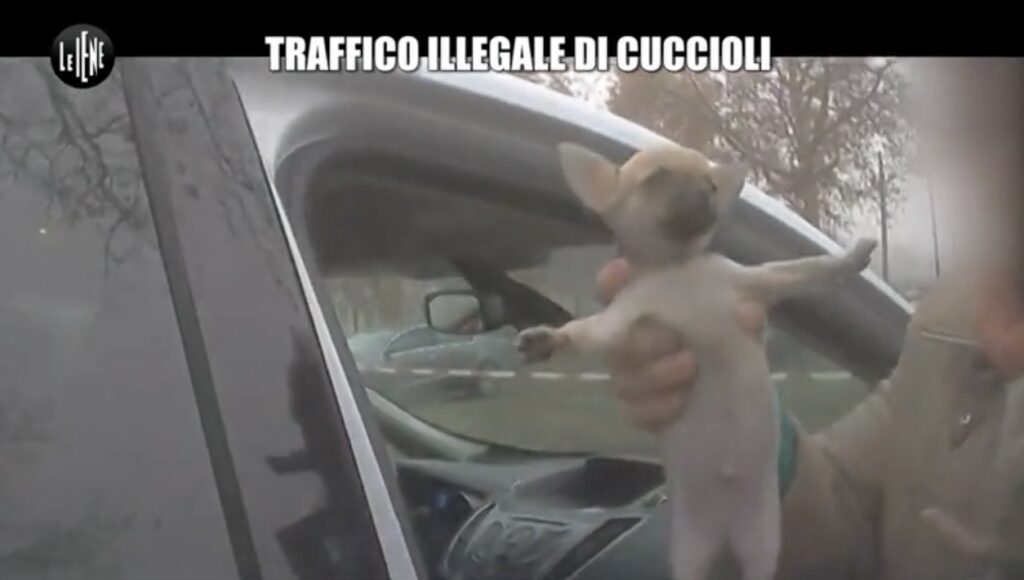Prince and Princess Milano Traffico Cuccioli