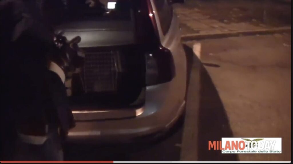 Prince and Princess Milano - Milano Today