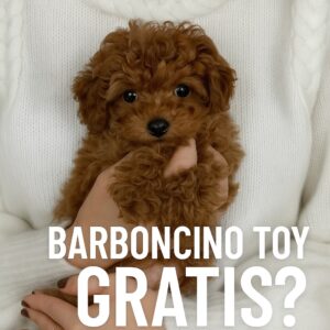 Barboncino toy gratis?