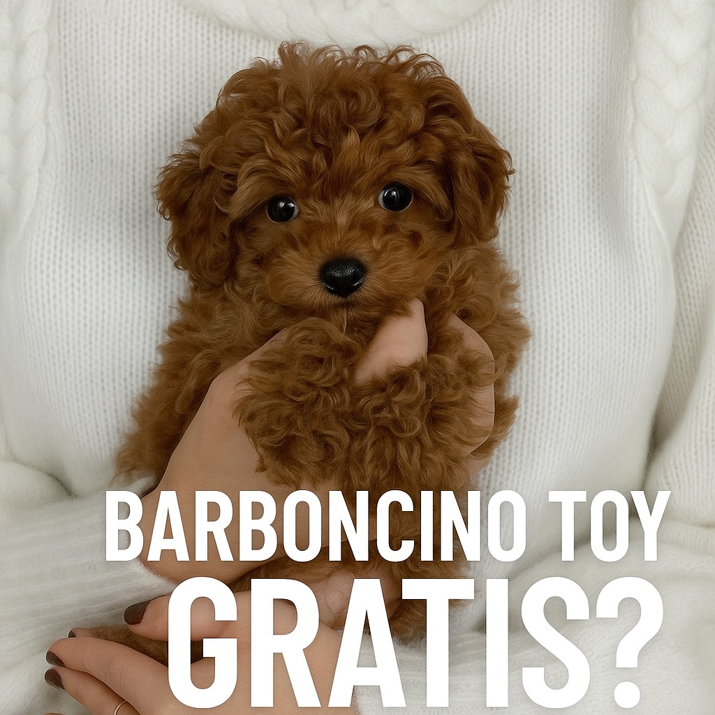 Barboncino toy gratis?