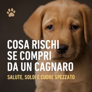 Cosa rischi se compri da un cagnaro
