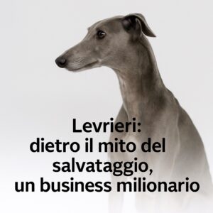 Levrieri: dietro il mito del salvataggio, un business milionario – Inchiesta completa