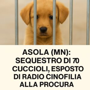 Sequestro di 70 cuccioli ad Asola (MN) – una rete illegale smascherata