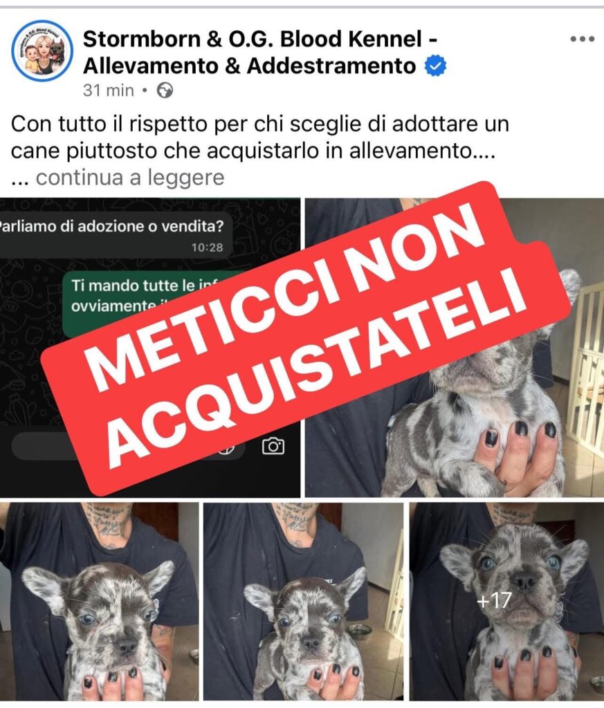 Stormborn & O.G. Blood Kennel: inchiesta sui Bulldog Francesi esotici e i rischi genetici
