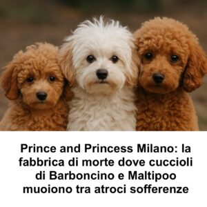 Prince and Princess Milano: la fabbrica di morte dove cuccioli di barboncino e maltipoo muoiono tra atroci sofferenze