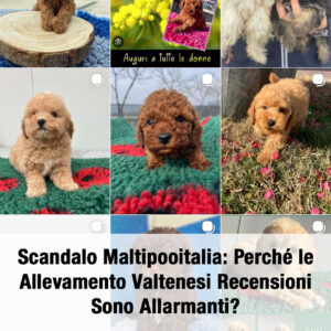 Scandalo Maltipooitalia: Perché le Allevamento Valtenesi Recensioni Sono Allarmanti?