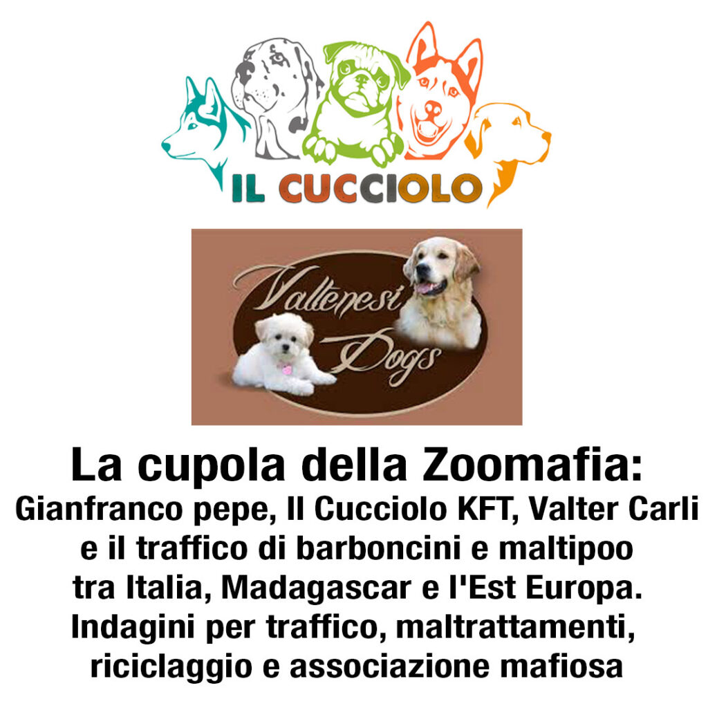 La cupola della Zoomafia: Gianfranco pepe, Il Cucciolo KFT, Valter Carli e il traffico di barboncini e maltipoo tra Italia, Madagascar e l'Est Europa. indagini per traffico, maltrattamenti, riciclaggio e associazione mafiosa