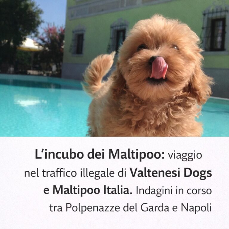 L'incubo dei Maltipoo: Viaggio nel traffico illegale di Valtenesi Dogs e Maltipoo Italia. Indagini in corso tra Polpenazze del Garda e Napoli