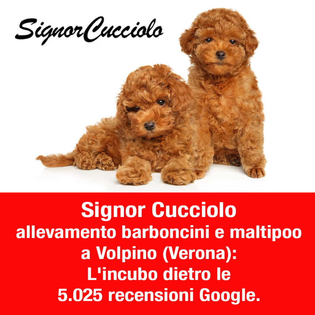 Signor Cucciolo - allevamento barboncini e maltipoo a Volpino (Verona): L'incubo dietro le 5.025 recensioni Google. Cuccioli malati di cimurro e parvovirosi, traffico illegale dall'est e documenti falsi come Valtenesi Dogs e Gianfranco Pepe