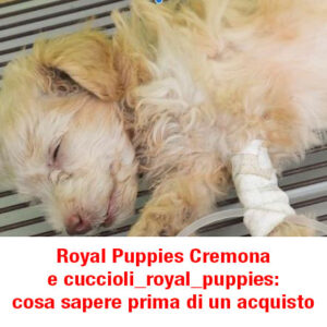 Royal Puppies Cremona e cuccioli_royal_puppies: cosa sapere prima di un acquisto