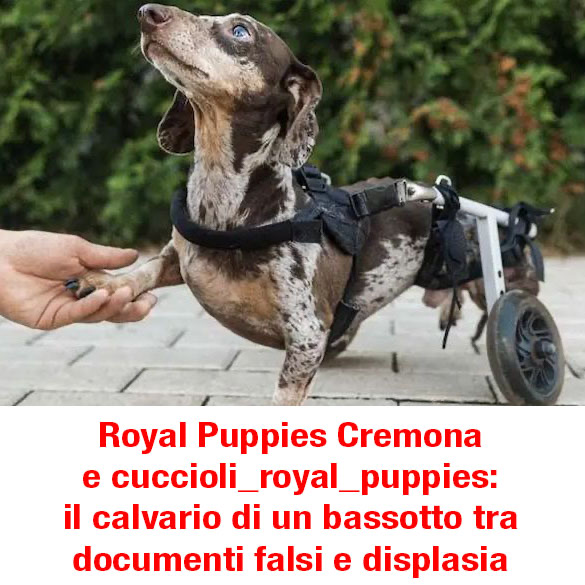 il calvario di un bassotto tra documenti falsi e displasia